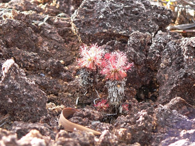92- Drosera, minuscule plante carnivore endemique 